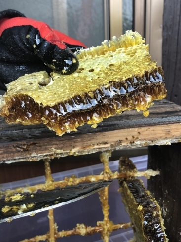 採れたて濃厚蜂蜜「大東寺の蜂さん」