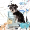 パピー　カット「⭐️ご新規特典⭐️ 🐶パピーのシュナウザー&ミックス、トリミングのお友達⚓️」
