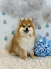 ふうたくん「わんこと梅雨☔️ ＆　はじめましてさん」