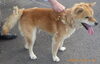 「【西条市福成寺甲146番地付近】迷い犬を保護しています！（※せとうちバス／福成寺停留所近辺）」