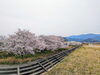 「【西条市 三芳〜高田 付近】大明神川沿いの桜が満開です！」