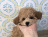 ティーカップ・プードルBaby「ぱぱ＆まま募集中　（＾ν＾）」