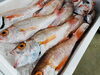 「島根が誇るブランド高級魚「ノドグロ」！！」