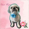 「Dog salon mofu mofu　余市町」