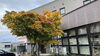 「秋🍂恒例の冬タイヤ交換　　　」