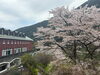 「【社内レク】春のお花見！マイントピア別子でバーベキュー✨」