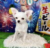チワワ男の子「当店ブリーディングの子犬たちをご紹介します♪」