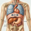 「腹圧が姿勢を作る！──呼吸で背骨も内臓も血液循環も同時に活性化【荒川区/東日暮里　フィーリングス日暮里整体院 】」