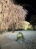 「高尾でいちばん早く咲く桜」