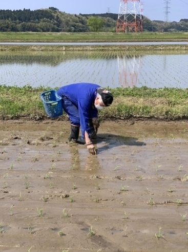 腰がー❗️❗️「植えたー❗️」