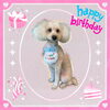 「Dog salon mofu mofu　余市町」
