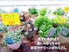 「イベント時にはお花を贈りませんか。南魚沼市のフローリストたかのさんは季節の花やグリーンが豊富です！」