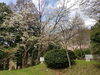 「桜が咲き始めました！」