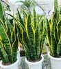 「人気の観葉植物入荷！【観葉植物専門店　福島市】」