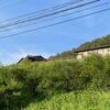「道の駅木曽福島『梅の実』成長中！」