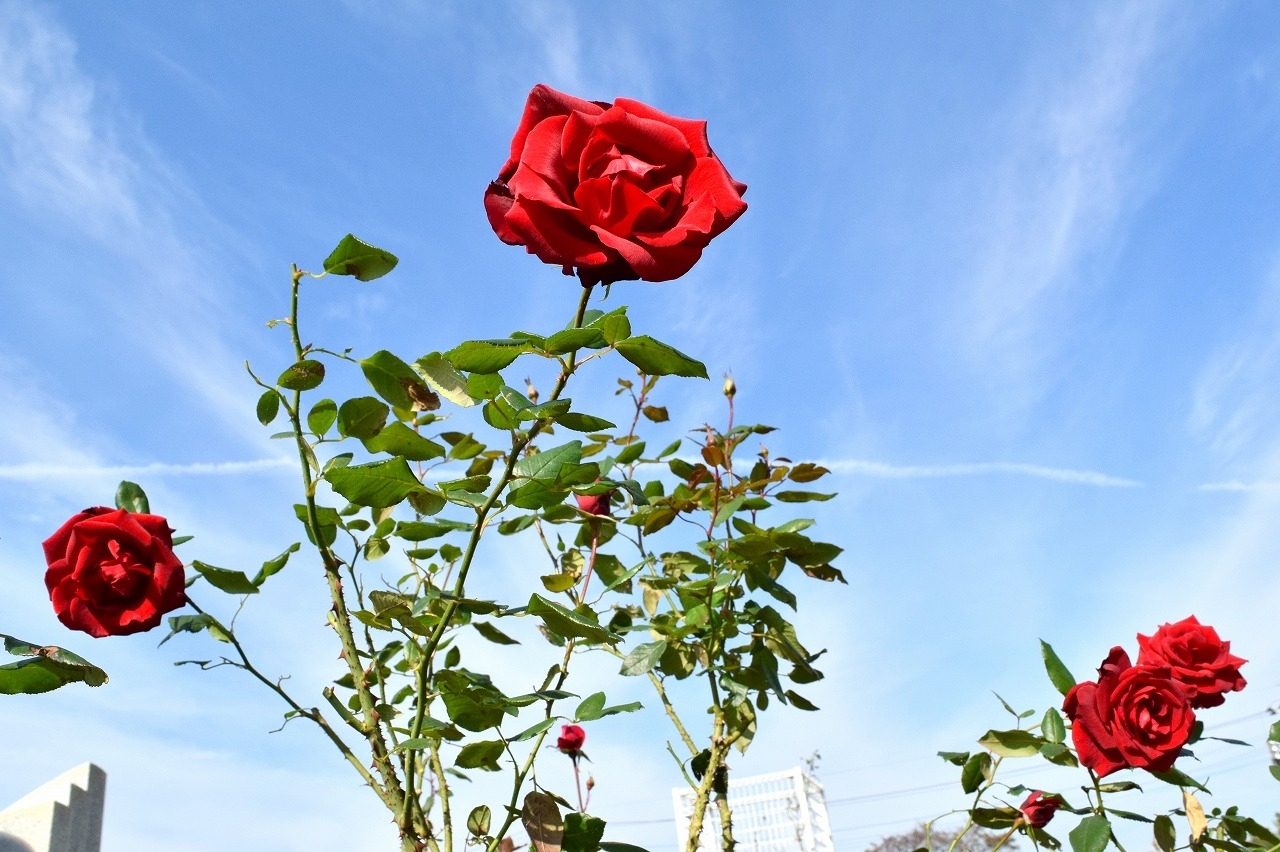 秋のバラの季節 町制施行記念公園バラ園 伊奈町 まちかどライター がゆく いなナビ 伊奈町 秋のバラの季節 町制施行記念公園バラ園 伊奈町 まちかどライター がゆく いなナビ 伊奈町