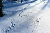 うさぎ！の足跡「ふっかふかの新雪はいかがですか。入笠山も一気に積雪UP！」