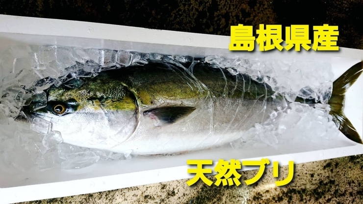 「○本日のお刺身○【島根県産】天然タイ、天然ブリ　○本日のお惣菜もやってます！」