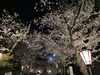 松阪公園(松坂城跡)の桜「松坂城跡桜ドローンショー」