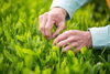 「5月4日（土）🌱新緑園×有機米・宮本「みやざき新茶摘み体験」🌱」