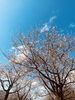 「桜が咲き始めました」