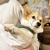 hug「Good morning Otaru! ◎ 小樽の古民家ゲストハウスより」