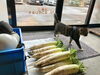 「手にしっぽを載せるクルミ・大根と猫たち」