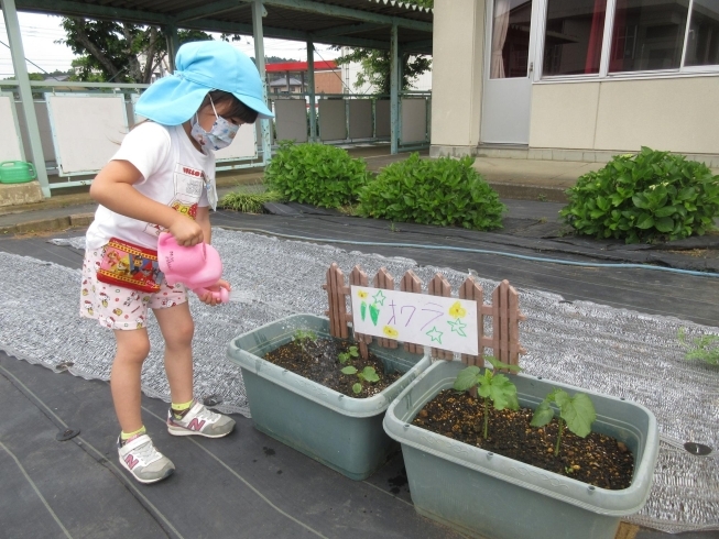 オクラにたっぷりお水をあげよう♡「さつまいもの苗を植えたよ♪」