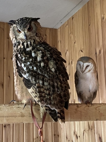 ベンガルワシミミズクのそらです腕に乗せてみませんか「ベタ慣れメンヒナちゃん残り3羽特別価格で販売中！」