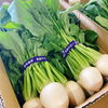 「岩手県産「かぶ」の出荷が始まってますよ～♪♪」