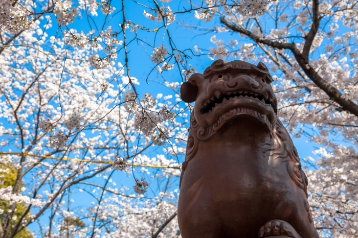 高浜市の桜・お花見スポットはコチラ！
