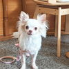 若葉ちゃん「今日のお友達」