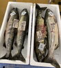 「ハラコ販売中でーす‼️鮮魚パックいろいろ販売中‼️〆鯖も販売致します🐳」