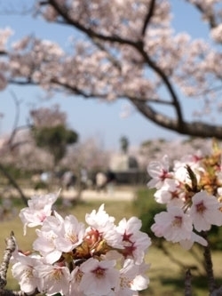 米子周辺で桜の綺麗なお花見スポット！　TOP3★