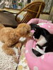 内緒話中です‼️‼️「ムーンに欠かせない私の相棒達です❤️❤️❤️」