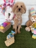 トイプードル　カット「🐶ミックス、トイプードル、トリミングのお友達🐣」