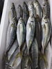 「📣本日のお魚情報🐟」