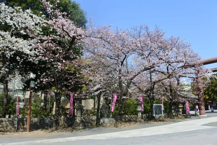 稲毛神社 川崎区 お花見するならここ 川崎市の 桜 特集 21年 まいぷれ 川崎市