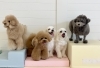 きぃ♡くまくん♡リーチくん♡じろうくん♡ぷっかくん「ましゅまろ幼稚園🐾」