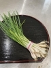 わけぎ「春のかおり」