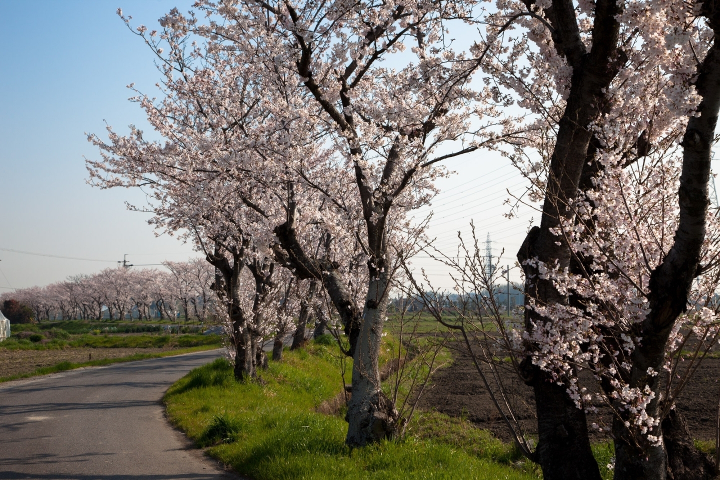 南安城変電所付近へ向かう道にずらりと並ぶ桜