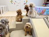 ワニ🐊さん遊具で遊んでるよ「ましゅまろ幼稚園🐾」