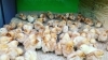 ヒヨコ　600羽　ふわふわ鮮度抜群！ ヒヨコ 600羽 ふわふわ鮮度抜群！ - メルカリ