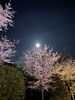 「夜桜さんぽでリフレッシュ🌸春のお出かけ前後はふわーるへ」