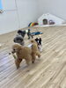 ぽんちゃん一生懸命着いて行きます😃「ましゅまろ幼稚園🐾パート２」