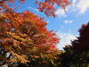 錫杖湖の紅葉２「紅葉を求めて　津市内その３」