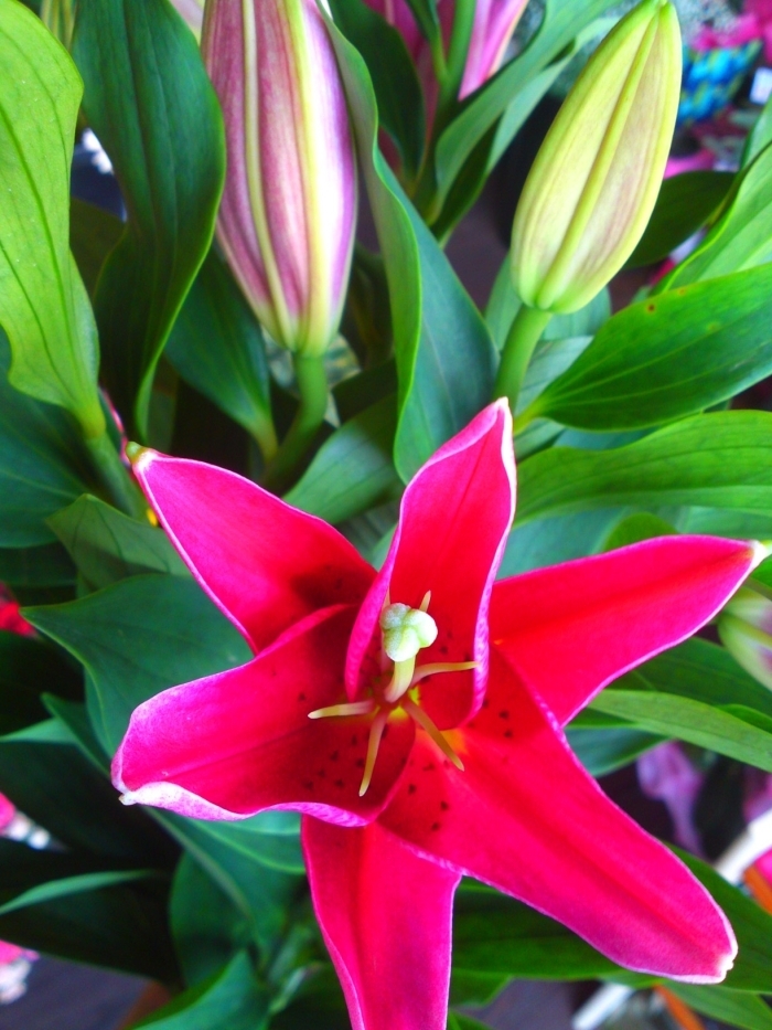 フラワーショップ 花憐 カレン 庄内バル まいぷれ 豊中市 フラワーショップ 花憐 カレン 庄内バル まいぷれ 豊中市