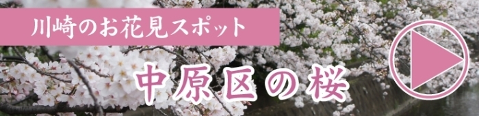お花見するならここ 川崎市の 桜 特集 21年 まいぷれ 川崎市 お花見するならここ 川崎市の 桜 特集 21年 まいぷれ 川崎市
