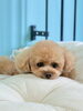 フォトセットのベッドでネンネ😌「お客様のご紹介🐶[大分市高崎/貸切トリミング]」