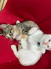 家族が増えました(=^・^=)「滅多にお目にかかれない❀」